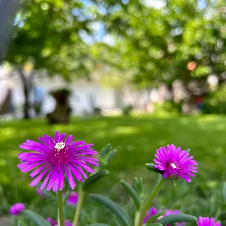 Apartman River Klis